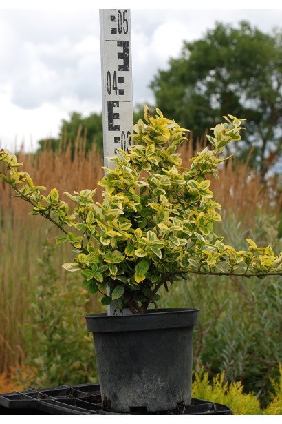 Бруслина Форчуна Емеральд енд Голд саджанець 30-40 см