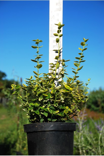 Бересклет Emerald and Gold С3 15-20 см