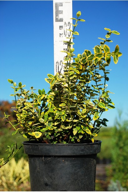 Бруслина Форчуна Емеральд енд Голд С3, висота 20-30 см