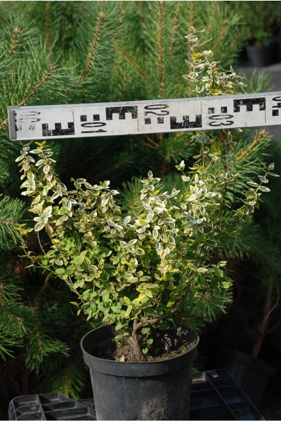 Бруслина Форчуна Емеральд енд Голд діаметр 30-40 см