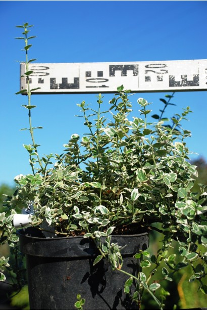 Бруслина форчуна Емеральд Гаєті діаметр 25-30 см