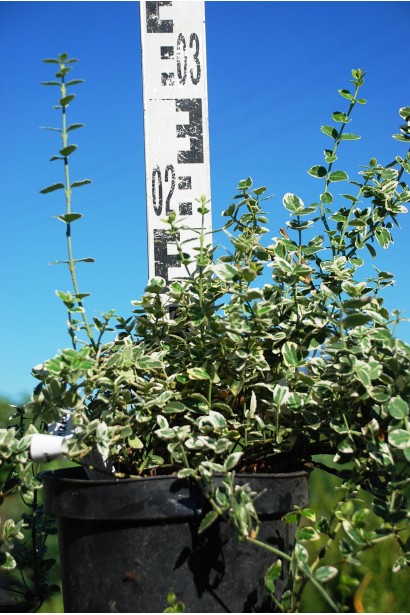 Бруслина форчуна Емеральд Гаєті в горщику 3 л, висота 20-25 см