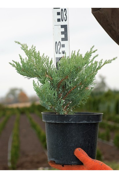 Ялівець Там но Блайт в контейнері 3 л, висота 20-25 см