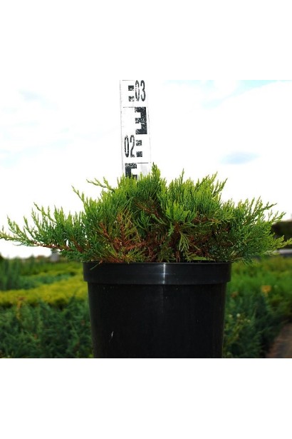 Ялівець козацький Там но Блайт саджанець в горщику 3 л, висота15-20 см