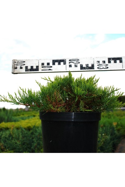 Ялівець козацький Там но Блайт  в горщику 3 л, діаметр 30-40 см