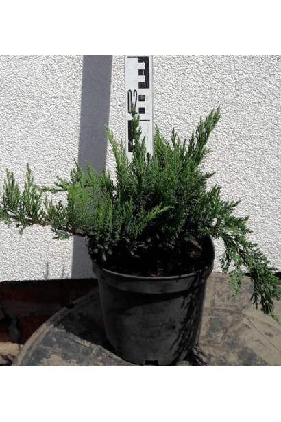 Ялівець Там но Блайт висота 15-20 см