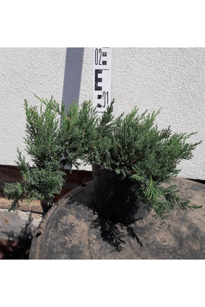 Ялівець козачий Там но Блайт  