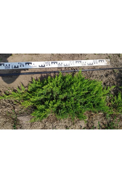 Ялівець козацький Там ноу Блайт діаметр крони 70-90 см