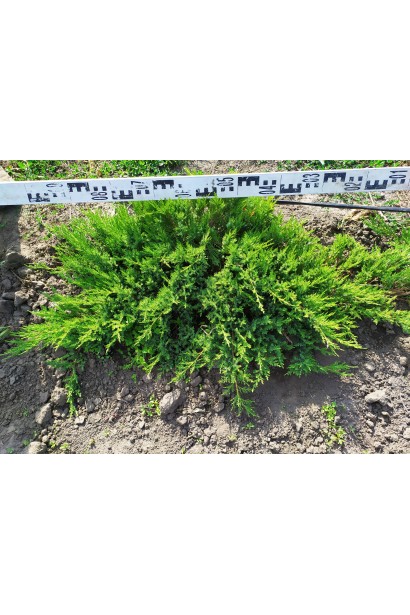 Ялівець Там но Блайт саджанець в розсаднику на полі