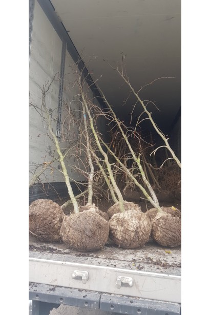 Бук лесной Пурпуреа Пендула доставка комированных деревьев