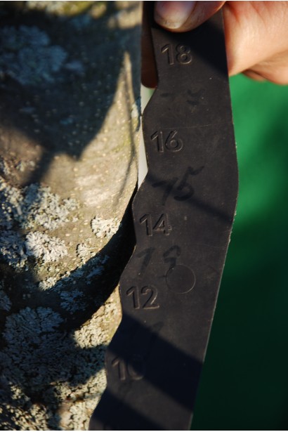 Бук европейский Purpurea Pendula охват ствола 14-16 см