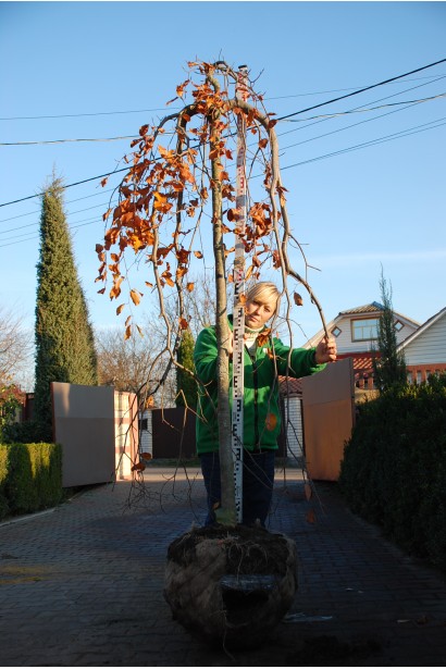 Бук лесной Пурпуреа Пендула с комом в садовом центре.