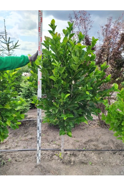 Магнолия кобус под выкопку с комом