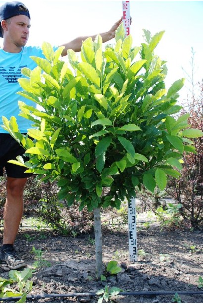 Магнолия японская в виде деревца