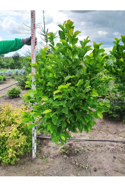 Магнолия кобус в питомнике на поле 150-180 см.