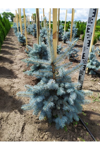 Ялина Хупсі в полі 70-80 см