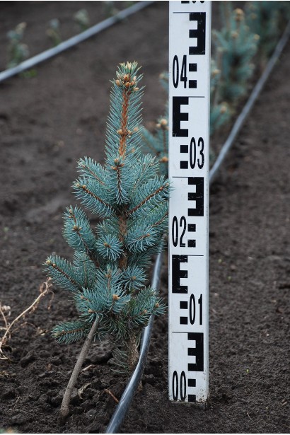 Ялина блакитна Хупсi висота 35-45 см