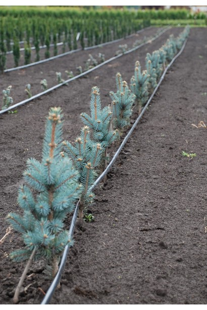 Ялина Хупсі посадка на полі молодих саджанців