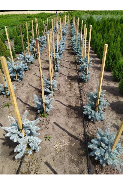 Саджанці Ялини блакитної Хупсi з опорою
