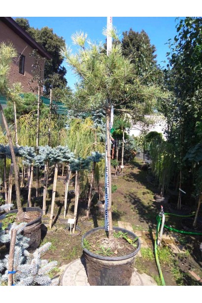 Сосна Окулус Драконис в садовом центре.