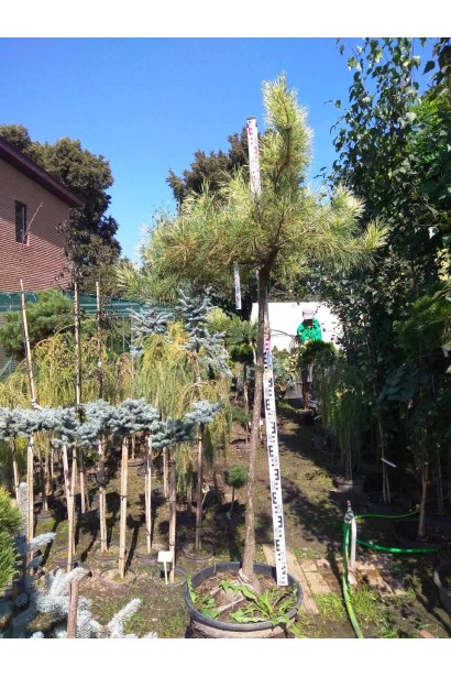 Сосна Окулус Драконис для уникальных садовых акцентов.