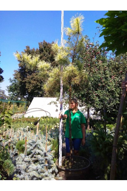 Pinus densiflora Oculus draconis
