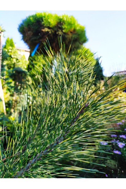 Хвойное растение с необычными цветными хвоинками.