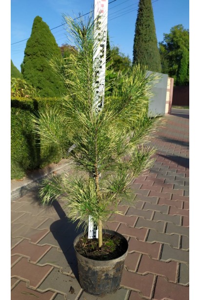 Оригинальная густоцветочная сосна для экзотических композиций.
