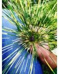 Сосна густоквіткова Окулус Драконіс (Око Дракона) | Сосна густоцветковая Окулус Драконис (Глаз Дракона) | Pinus densiflora Oculus-draconis