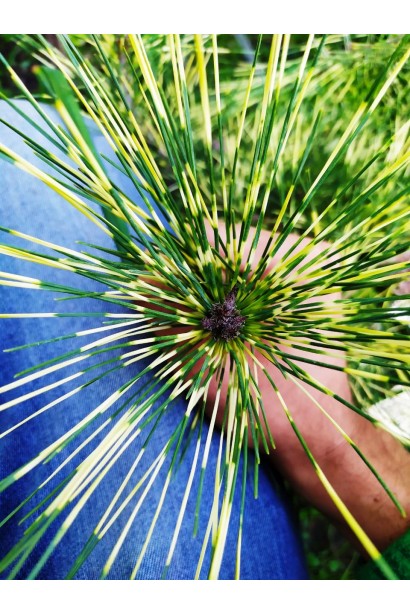 Сосна с ярко-желтыми и зелеными полосами.