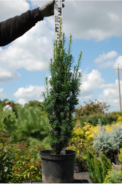 Саженец тиса Фастигиата для декоративной группы.