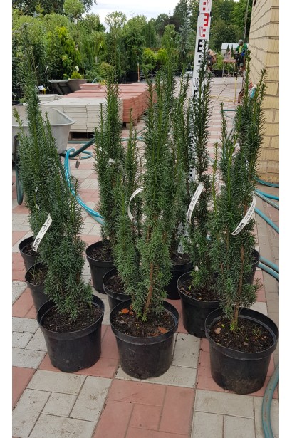 Вечнозеленый тис Фастигиата с узкой кроной.