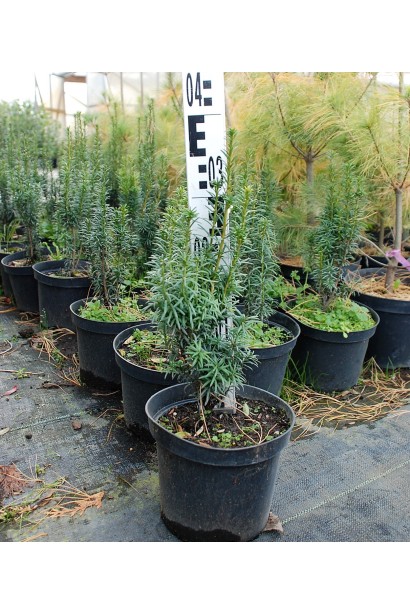 Taxus baccata Fastigiata