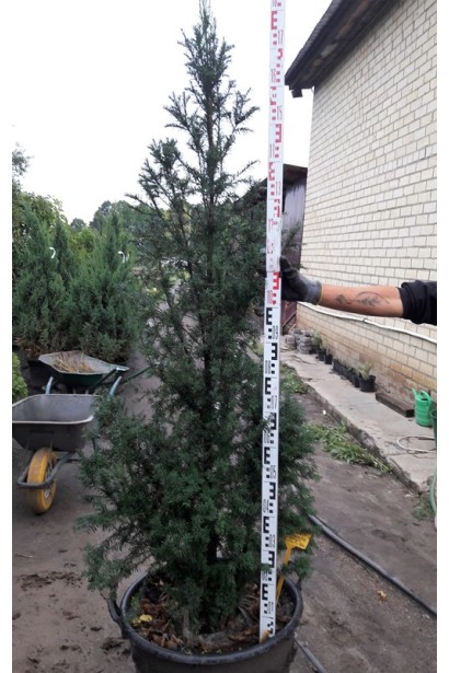 Тис ягодный Фастигиата для живых изгородей.