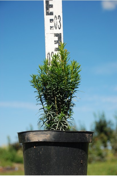 Тис ягодный Фастигиата в контейнере