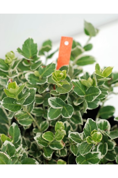 Бруслина Форчуна Сільвер Квін саджанець