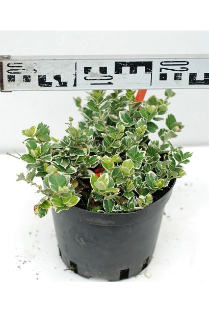 Бересклет форчуна Silver Queen в контейнері 3 л, діаметр 15-20 см