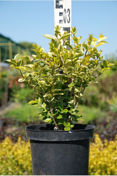 Бирючина овальнолиста Ауреум саджанець в горщику 