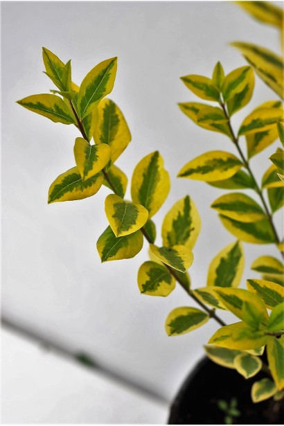 Бирючина овальнолиста Ауреум