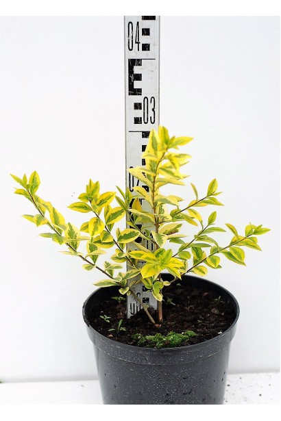 Бирючина овальнолиста Ауреум в контейнері С3