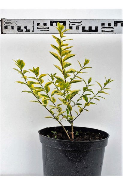 Бирючина золотиста Ауреум саджанець 3 л, діаметр 20-30 см