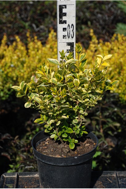 Бирючина овальнолиста Ауреум контейнер 3 л, висота 20-30 см