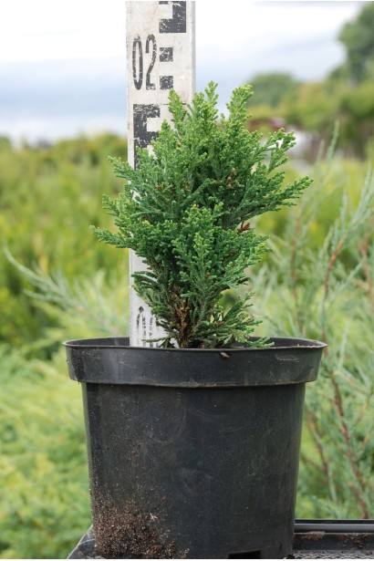 Кипарисовик Драс контейнер 3 л 15-20 см