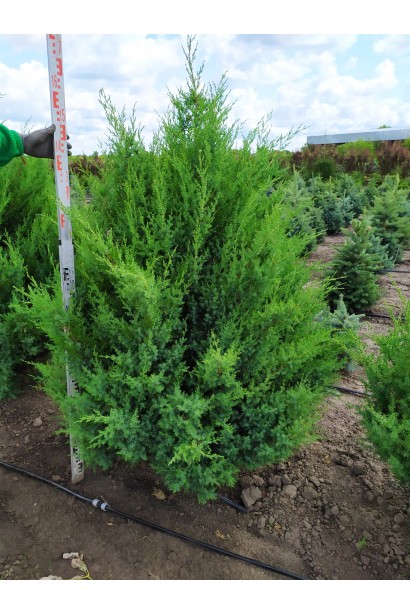 Ялівець китайський Obelisk хвойник з зеленим кольором хвої