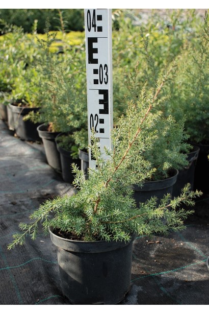 Ялівець китайський Обеліск в горщику 3 л, висота 20-30 см