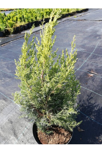 Ялівець Обеліск в контейнері 3 л