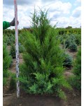 Можжевельник китайский Обелиск | Ялівець китайський Обеліск | Juniperus chinensis Obelisk