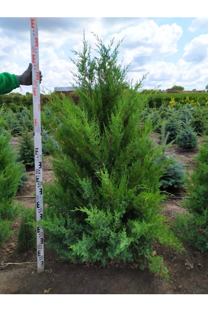 Ялівець китайський Обеліск - ком/висота 150-170 см