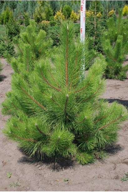 Сосна кримська з густою хвоєю