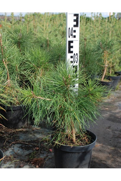 Хвойне дерево з декоративною формою